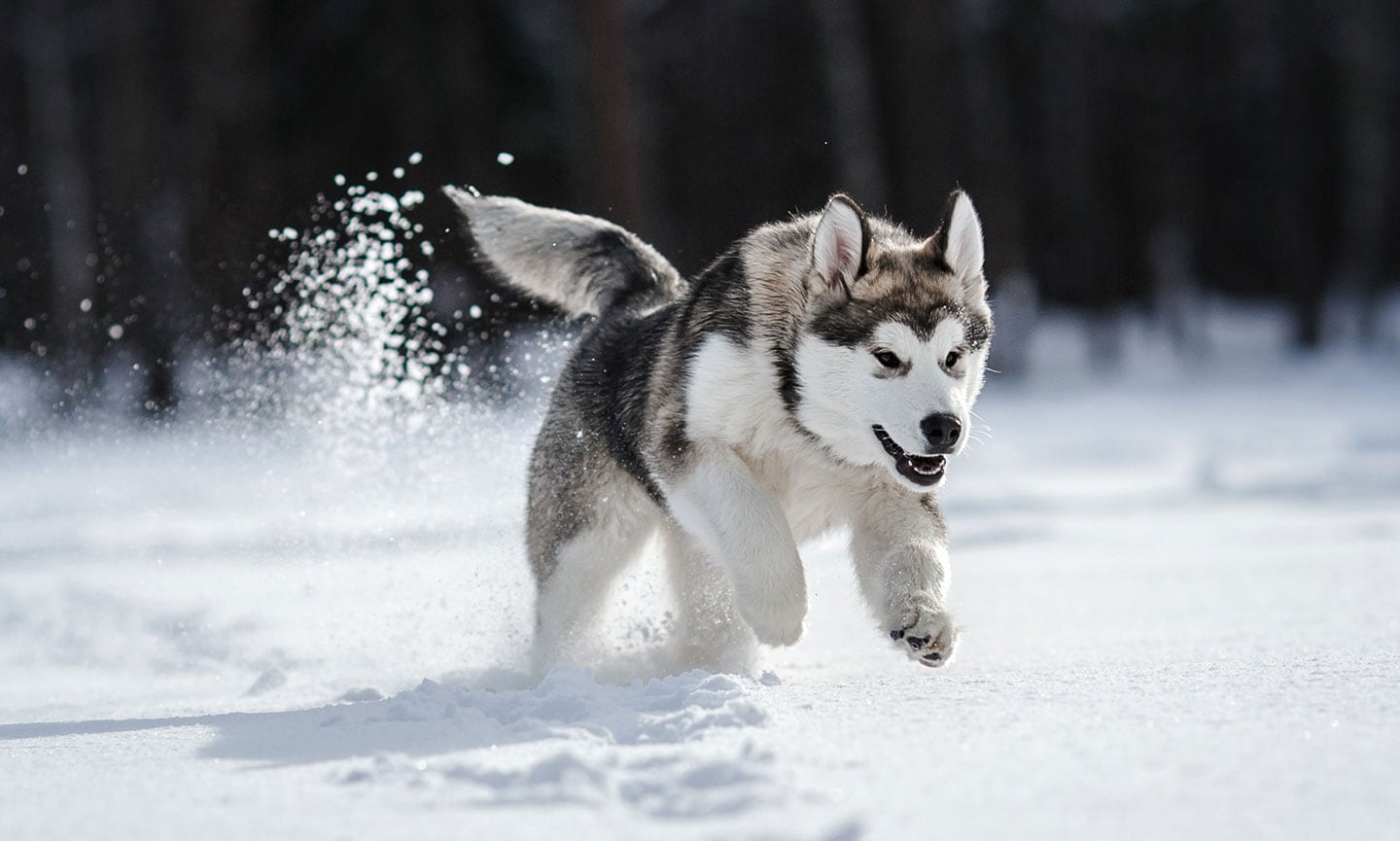 Husky dog thick fur light eyes cold climate best sale