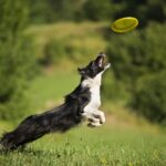 Border collie leaping for frisbee in a grassy field