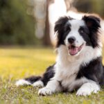 Close up of Border collie laying in grass with trees and sun behind