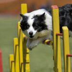 Border collie jumping over a yellow gate with a striped pole