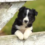 Young border collie resting front paws on fence