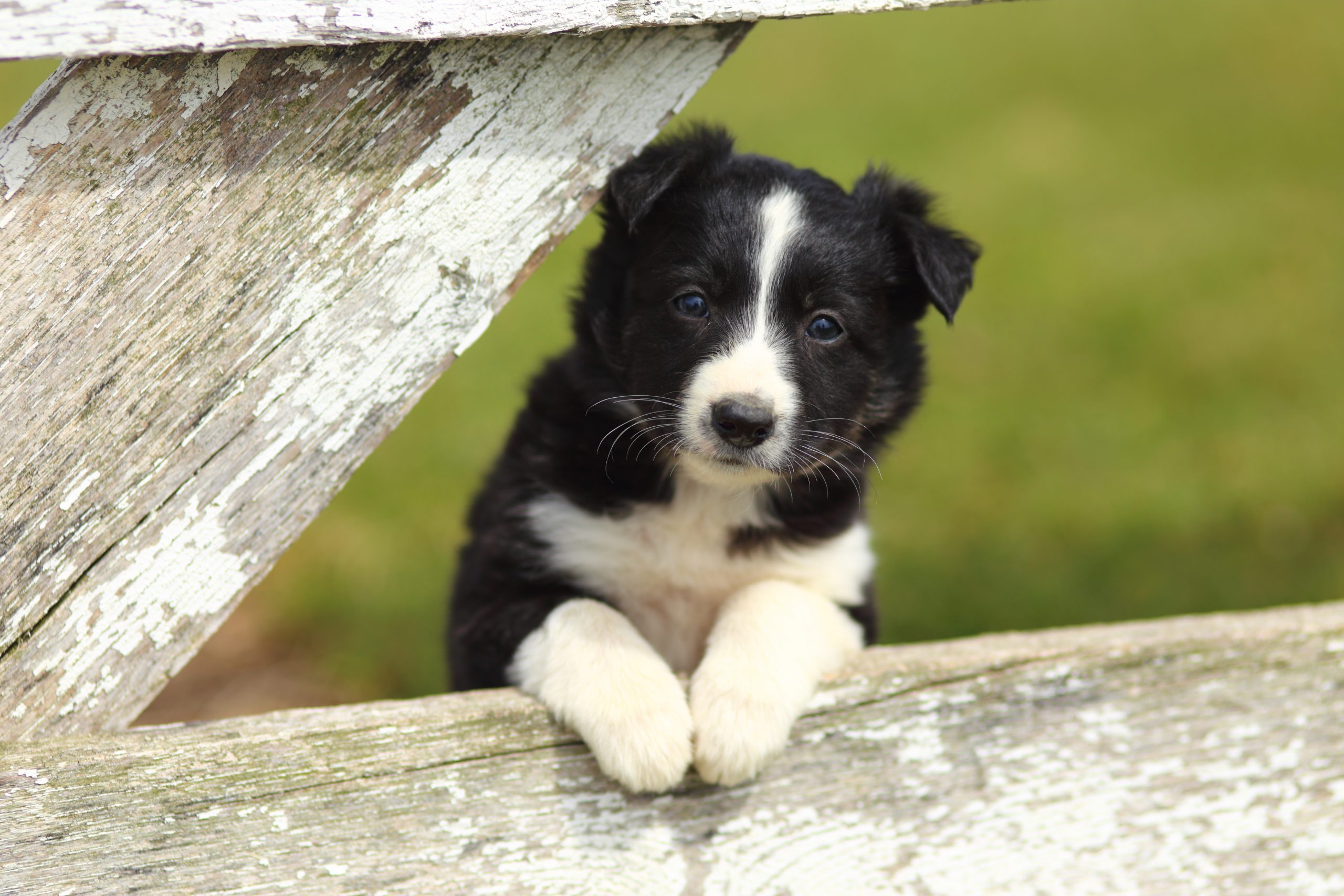 B collie dog shops