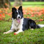 Border collie sitting in grass with fall leaves behind. Dog's tongue is out.