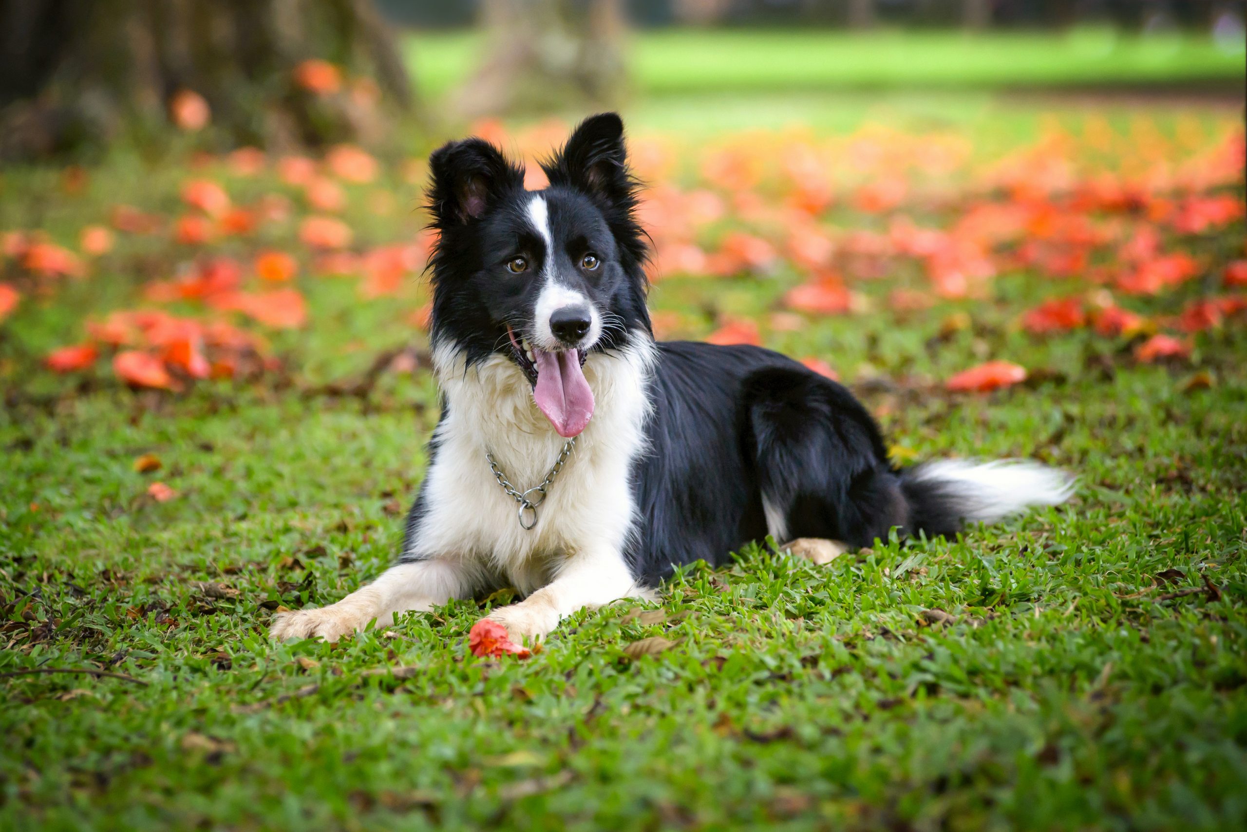 B collie grooming fashion needs