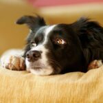 Close up of border collie's face. Dog is lying down on an orange couch.