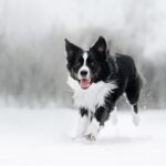 Border collie running through snow. Background blurred with snow.