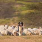 Border collie in grassy field in front of a flock of sheep