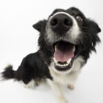 Close up of border collie's nose and mouth