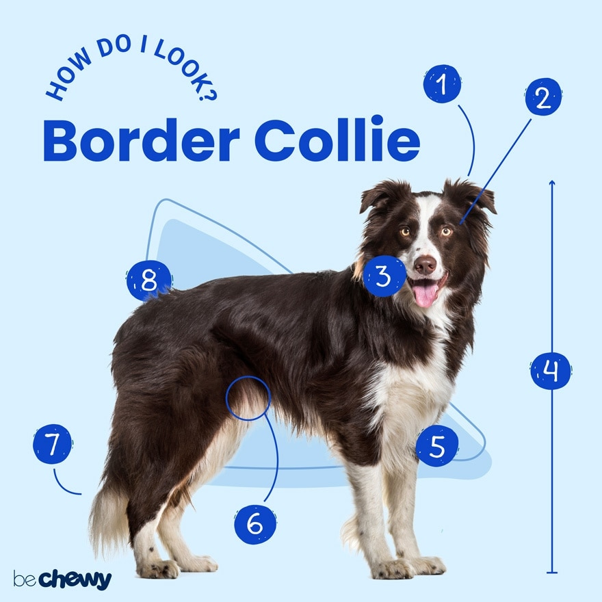 Photo of a Border Collie