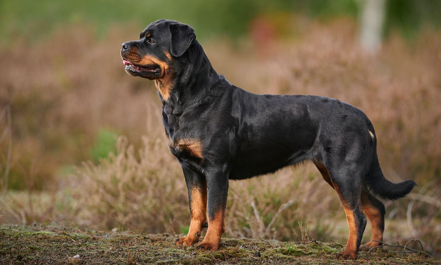 Rottweiler fashion hypoallergenic