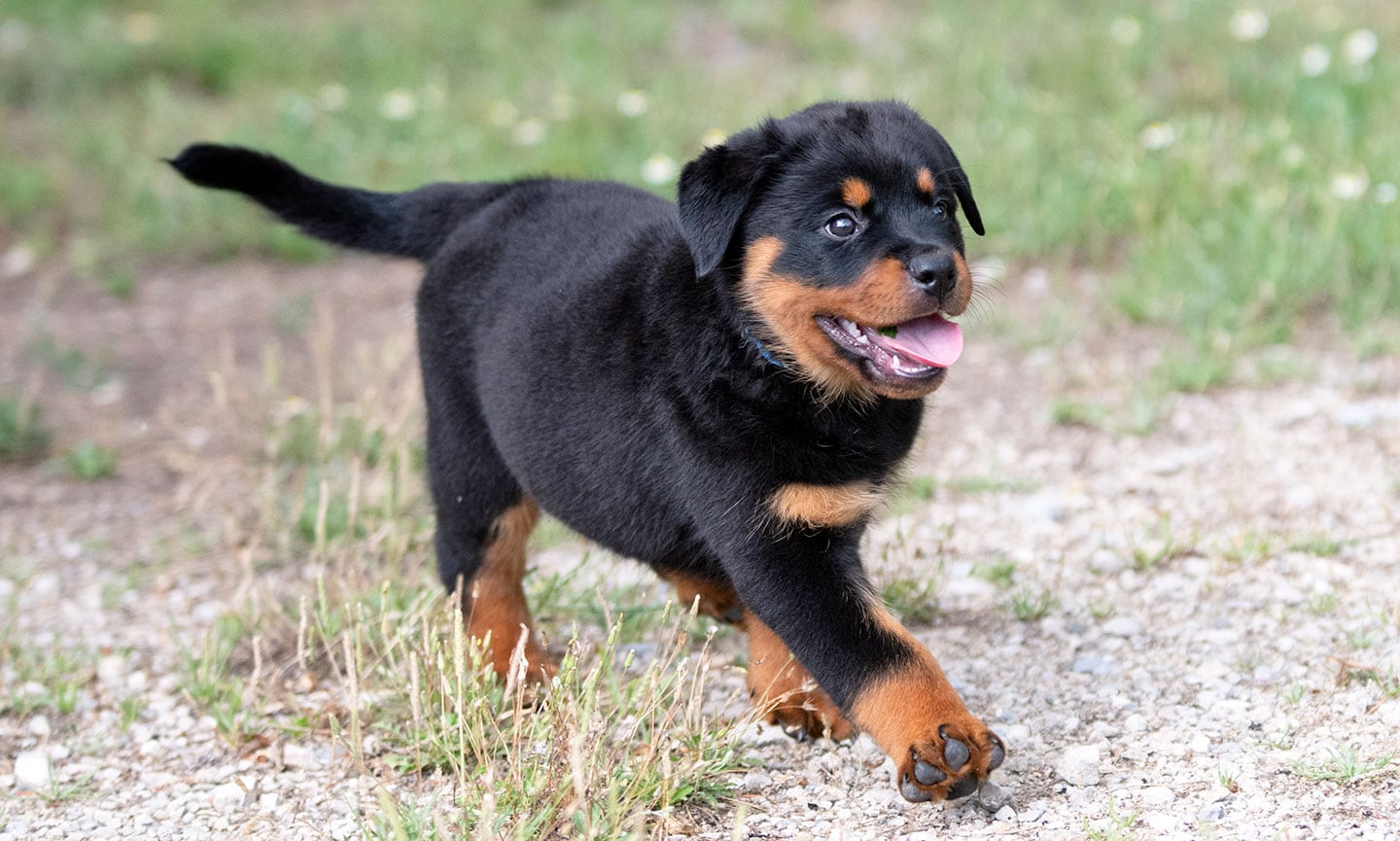 A rottweiler puppy fashion