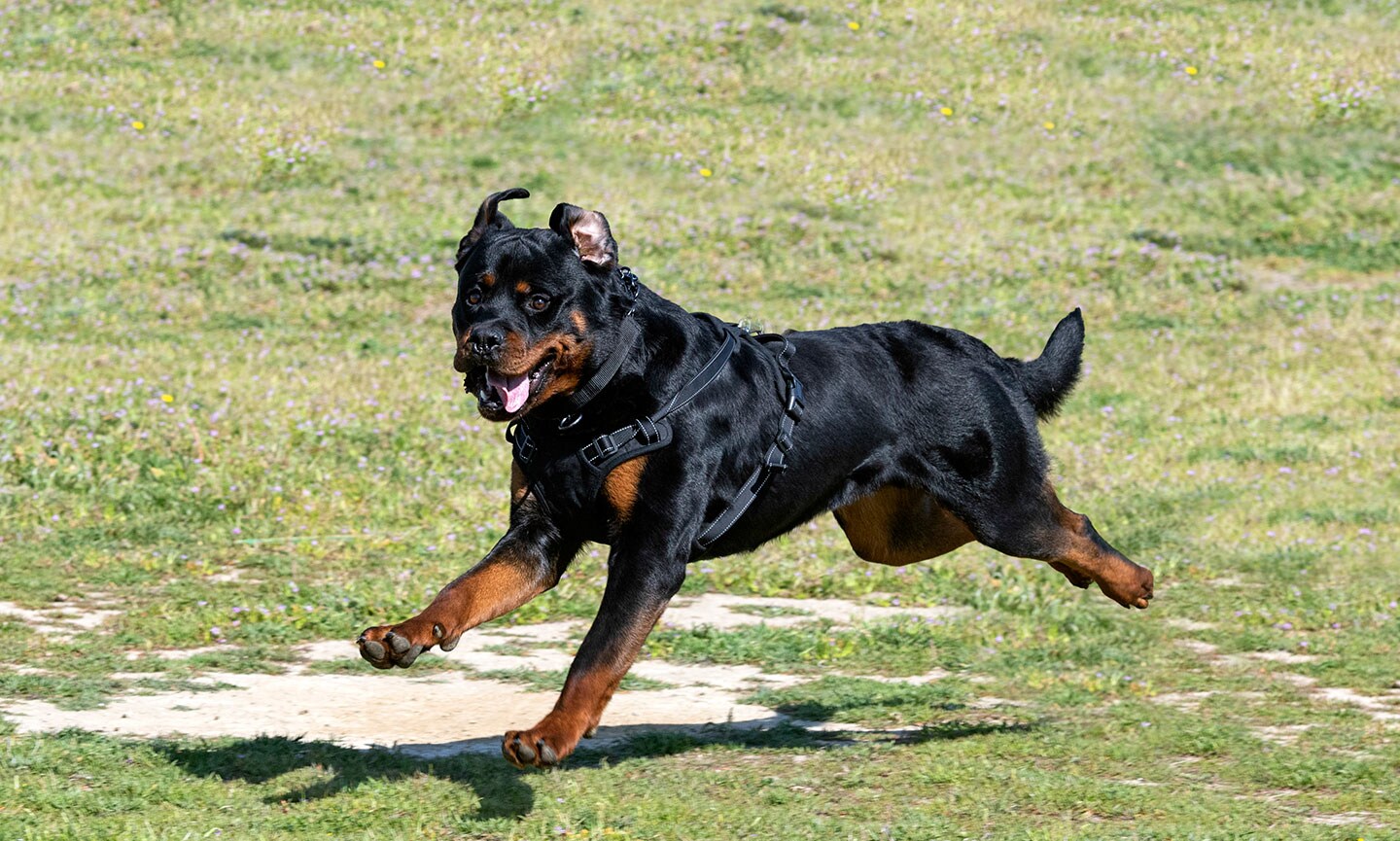 Rottweiler fashion terrier