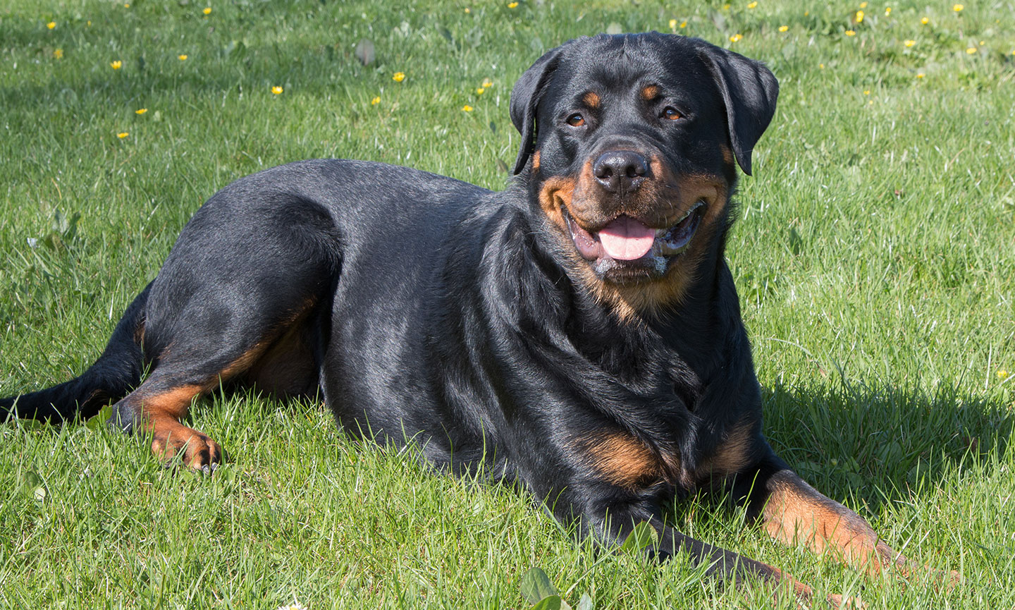 A fashion rottweiler