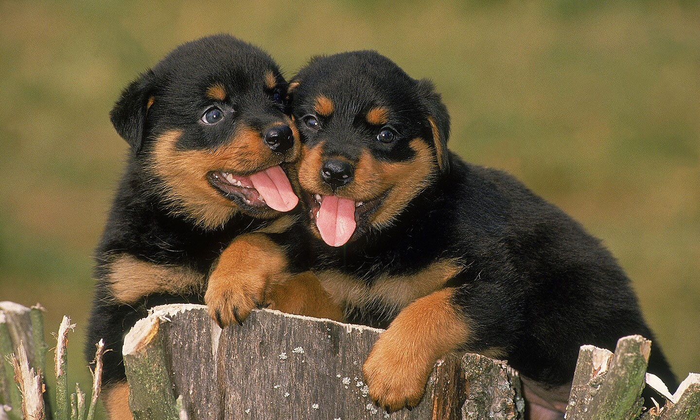 Rottweiler Breed Characteristics Care Photos Chewy