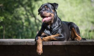 Rottweiler