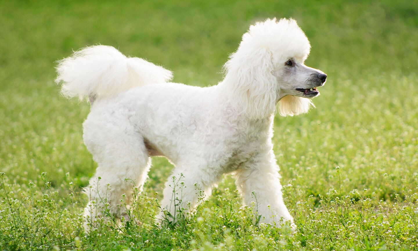 A white Miniature Poodle, one of the most popular dog breeds, walking through grass