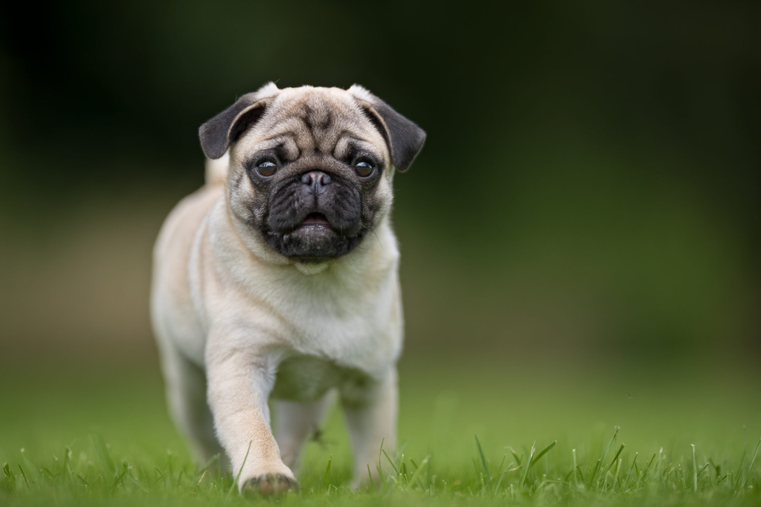 Pug in grass walking towards camera