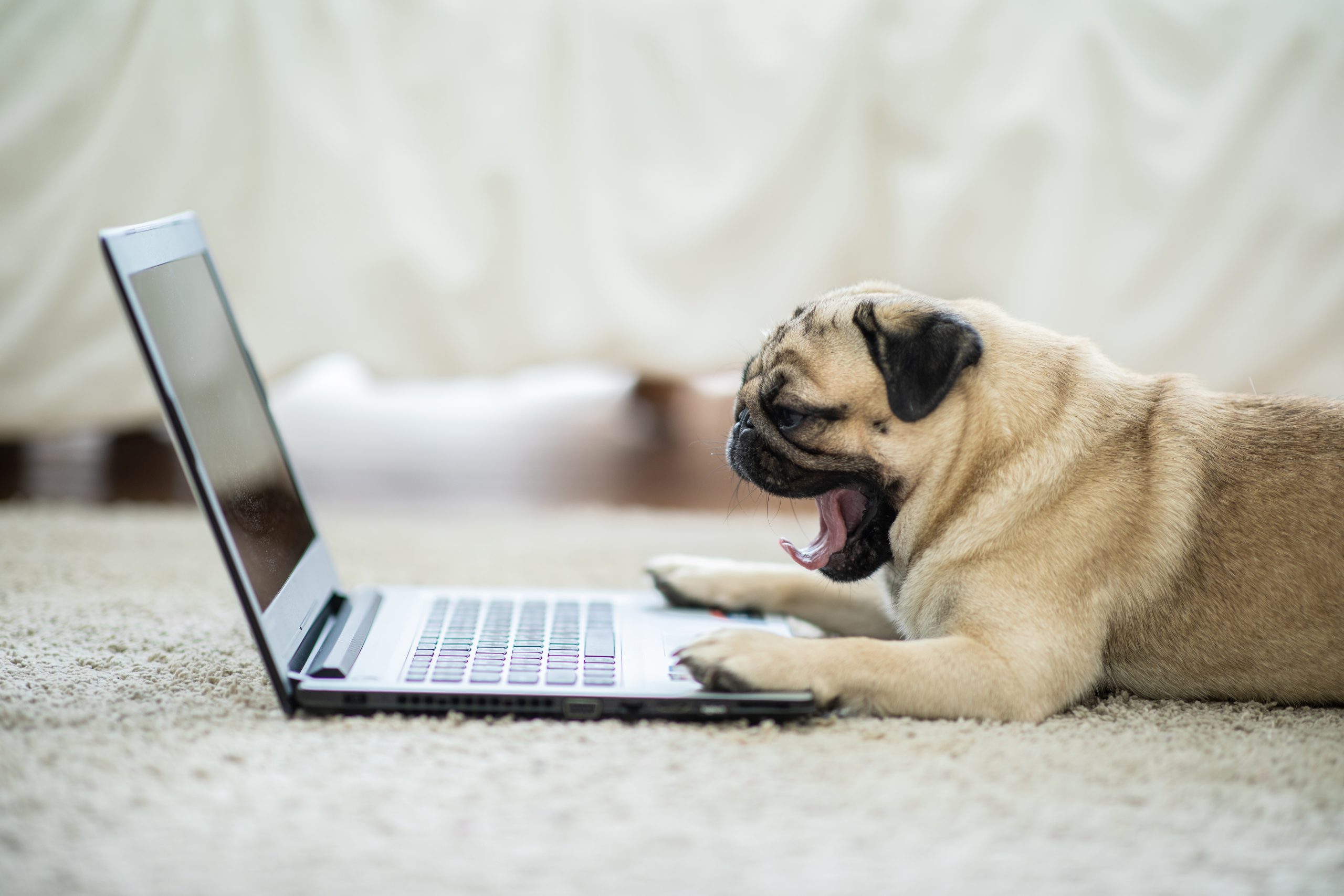 Pug laying on carpet with mouth open and paws on a silver laptop computer