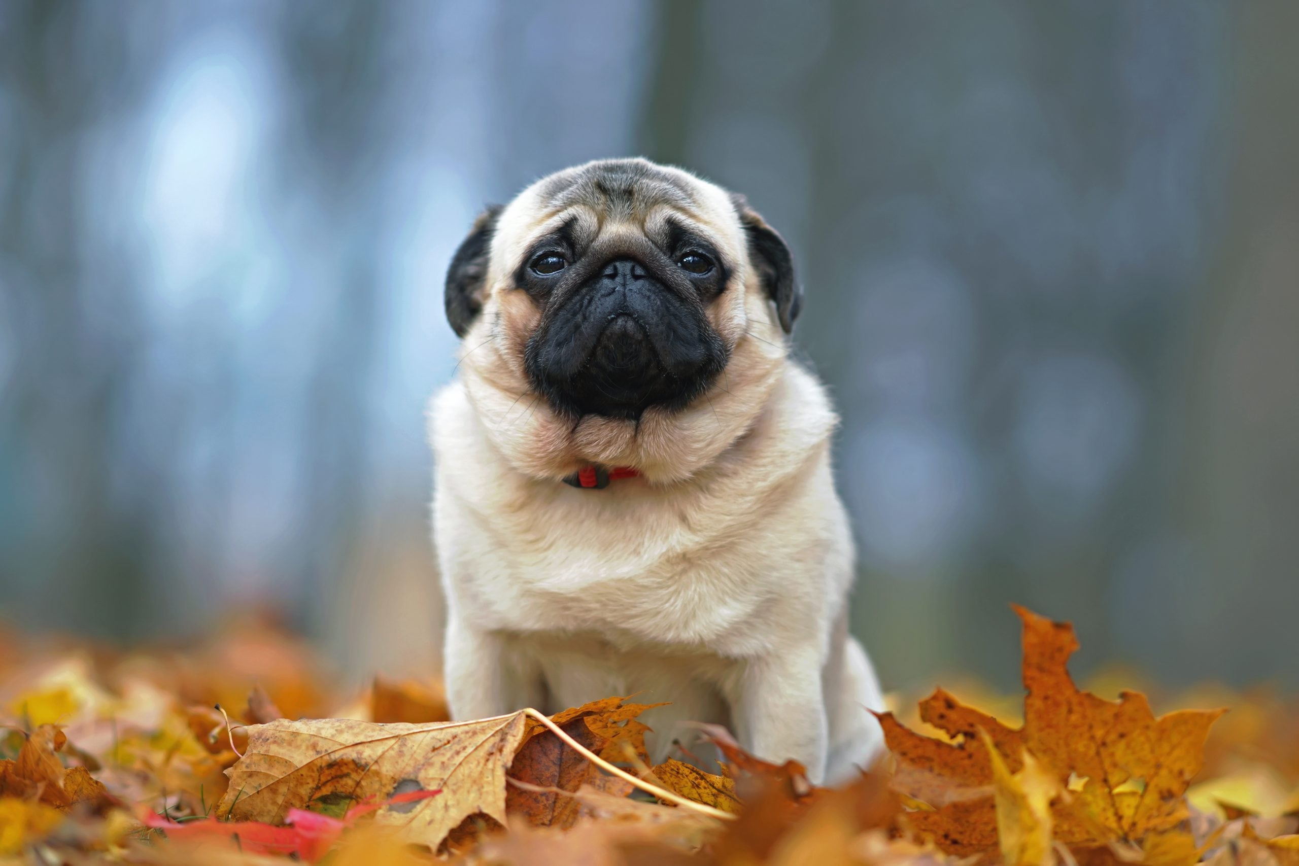 Pug Pop-Up Card