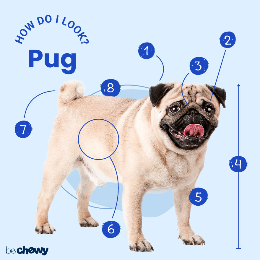 All about orders pugs