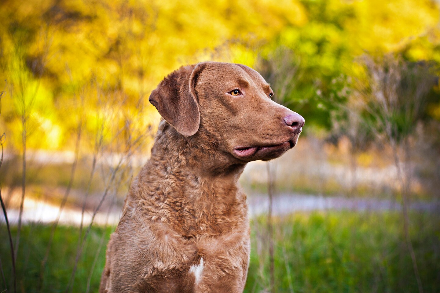 Big shops chesapeake bay retriever