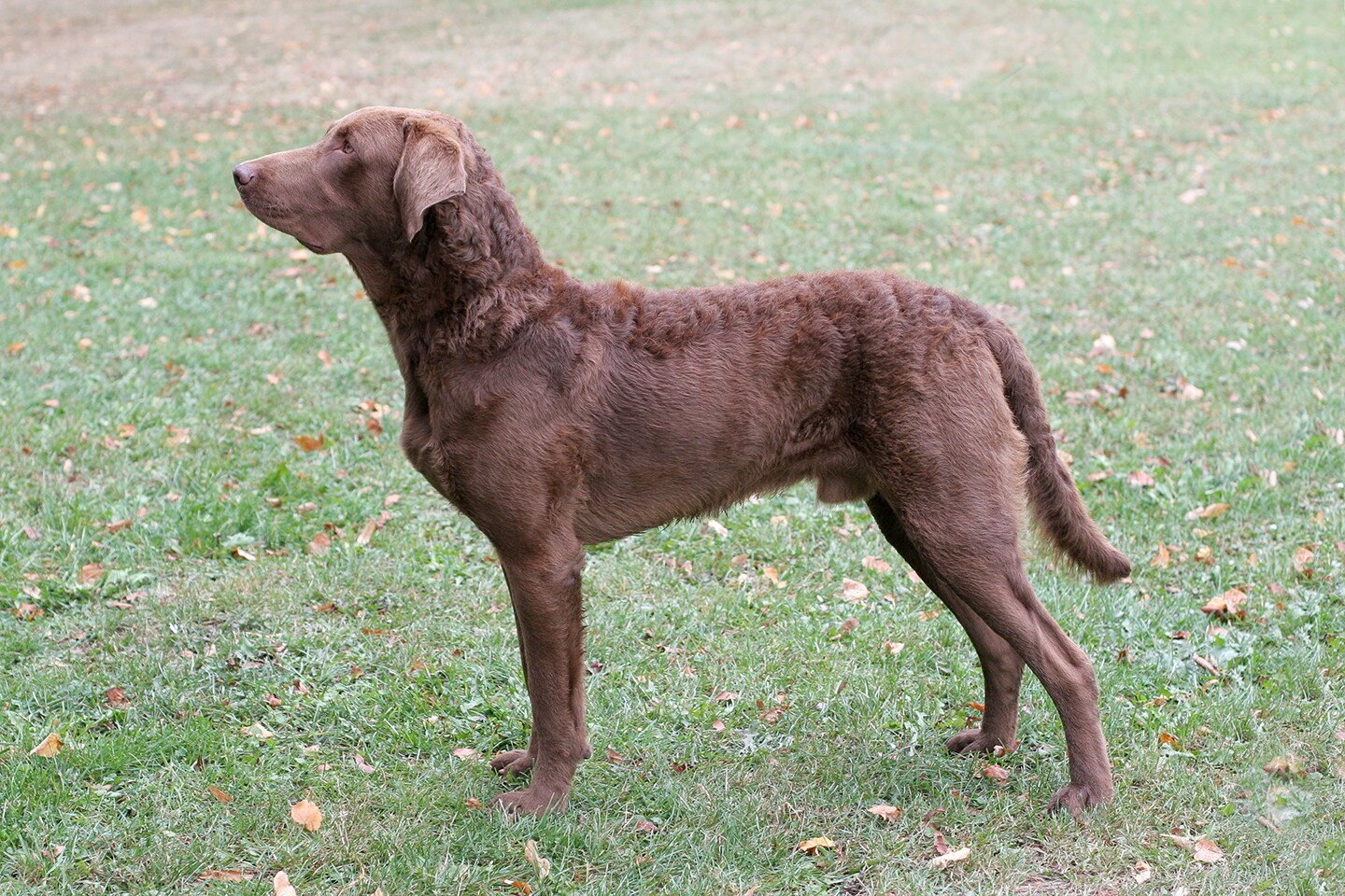 Fashion chesador retriever