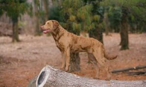 Chesapeake Bay Retriever