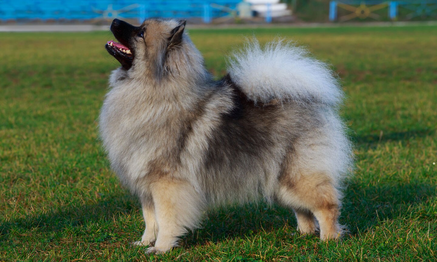 Keeshond Breed Characteristics Care Photos Chewy