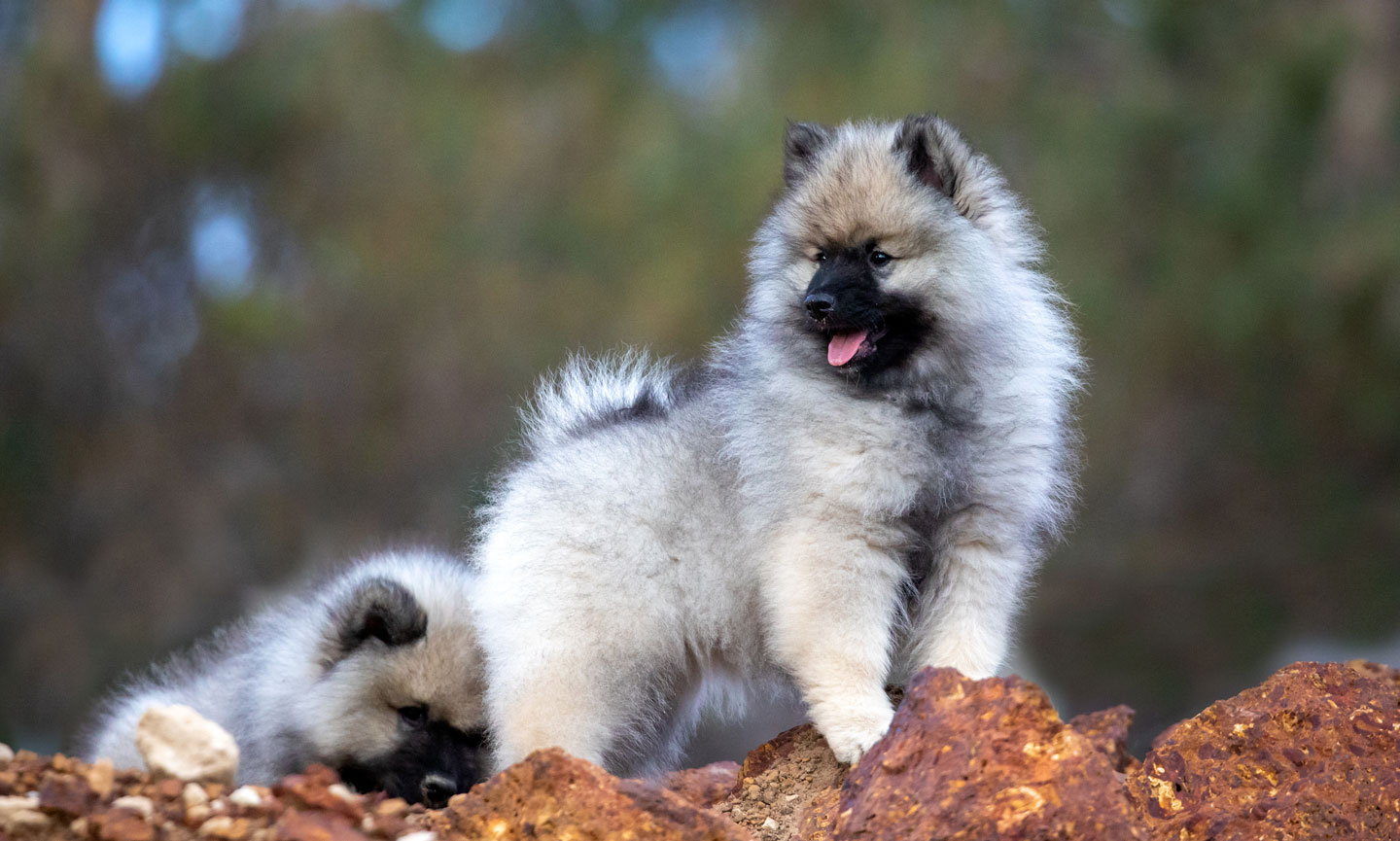 Keeshond fashion cost