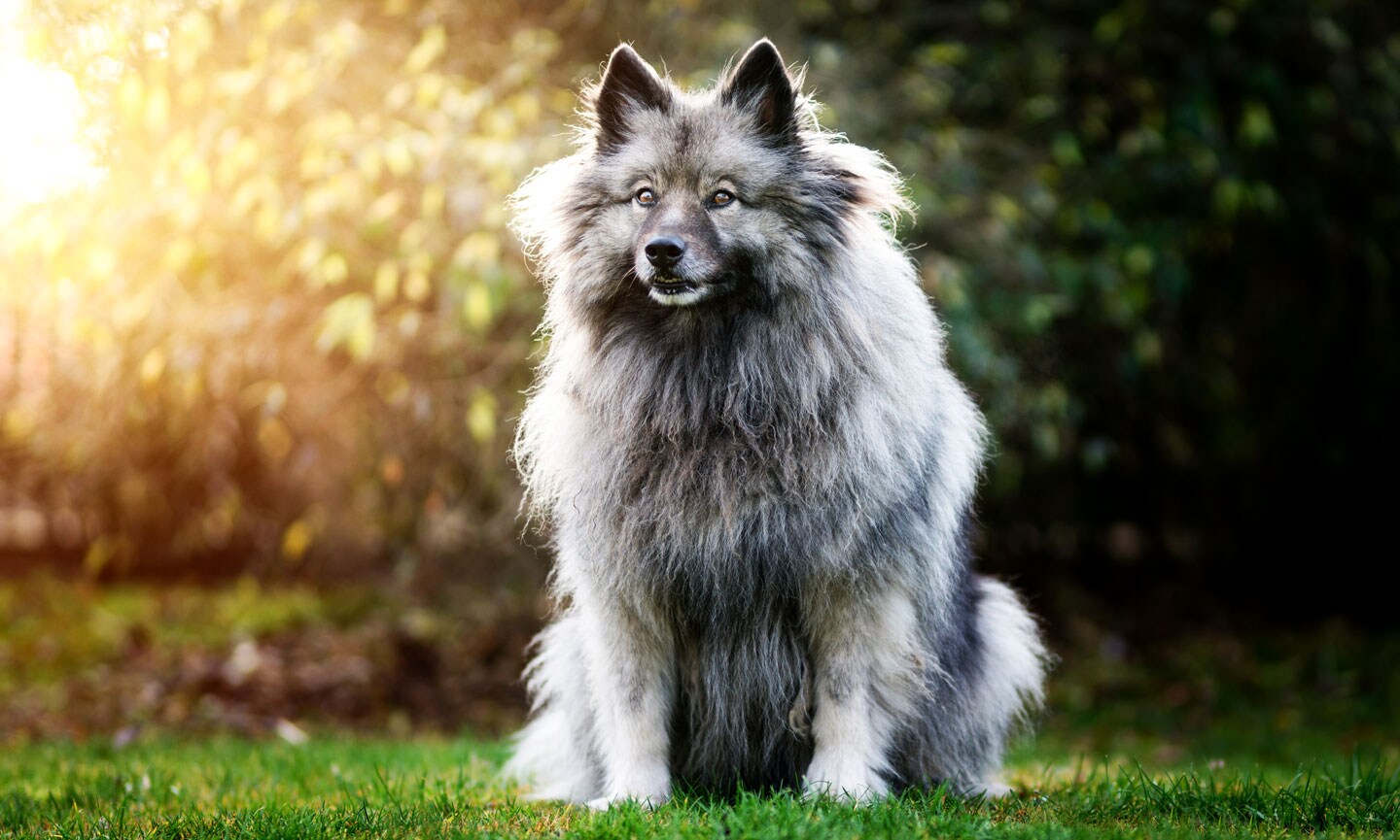 Keeshond fashion cost