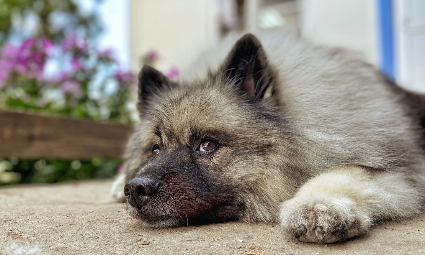 A keeshond fashion