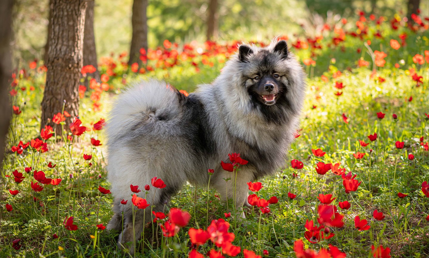 Keeshond fashion adult