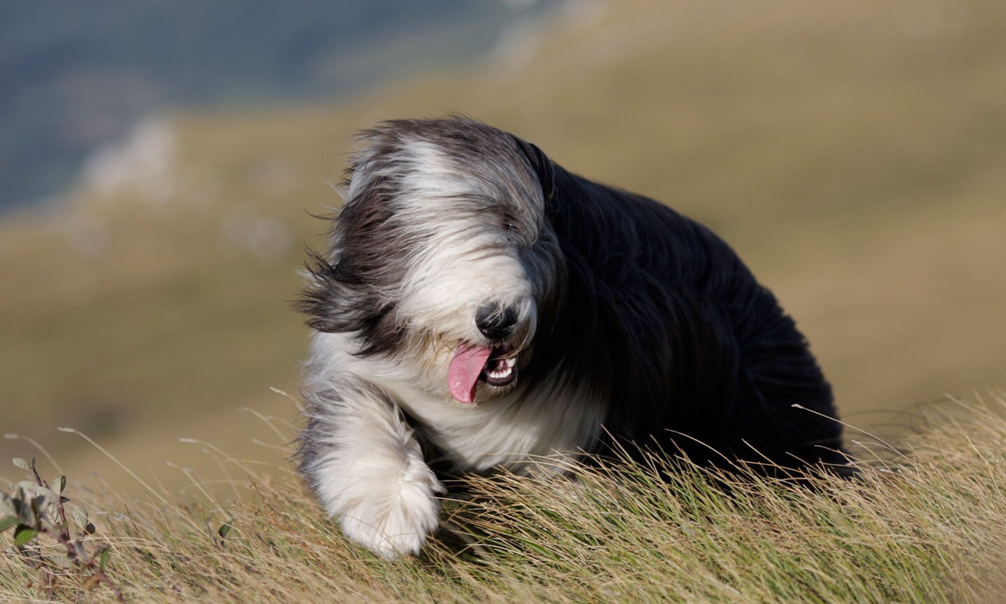 Old English Sheepdog Breed Characteristics Care Photos Chewy