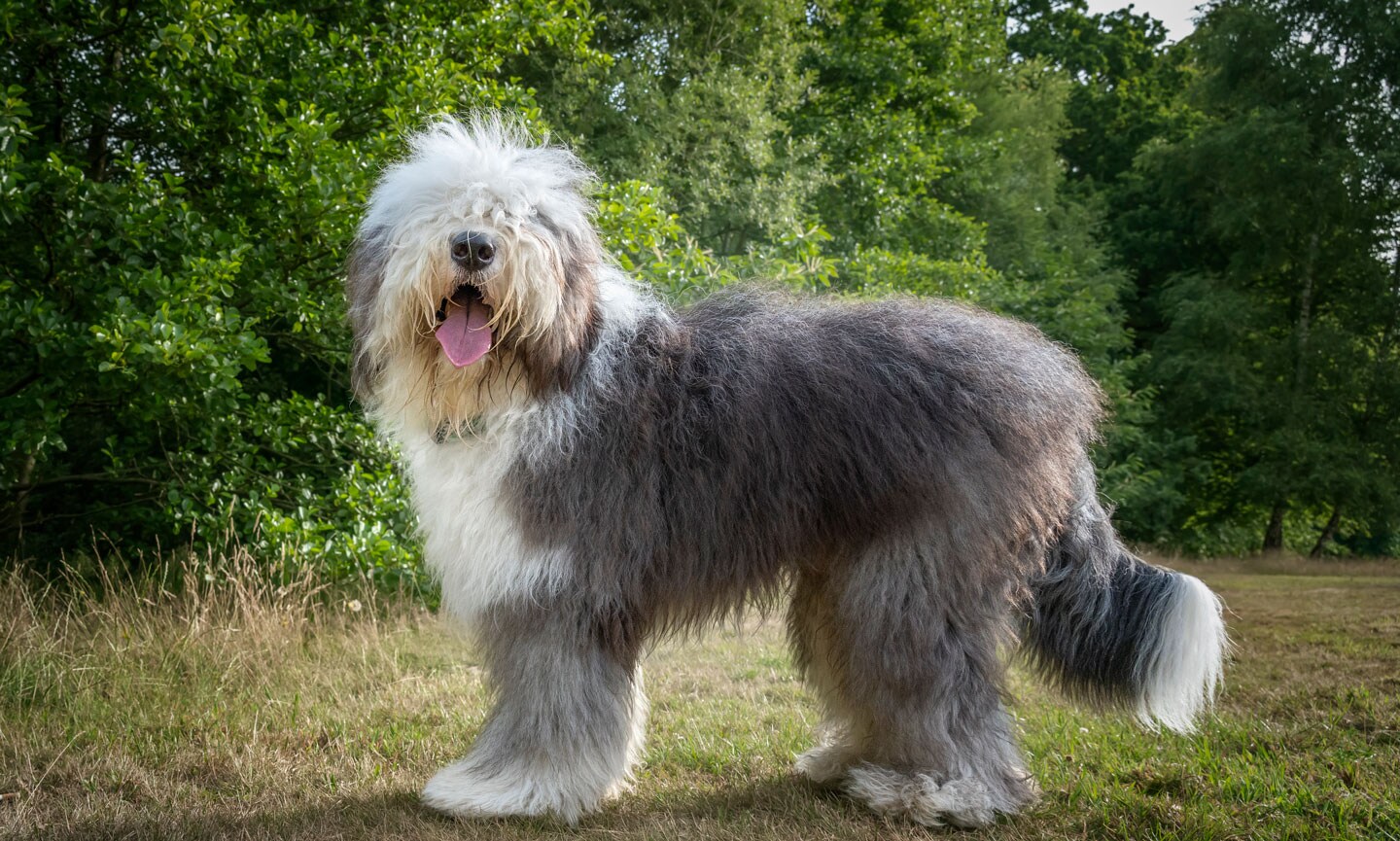 Shops engelsk sheepdog