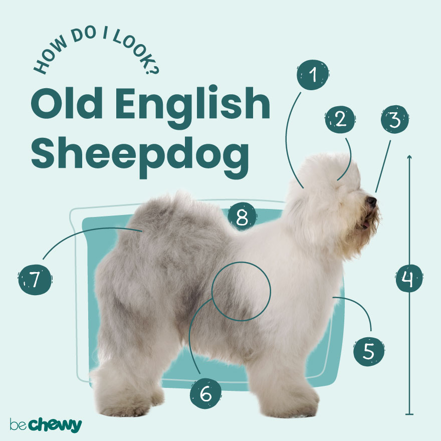 Facts about sheep dogs shops