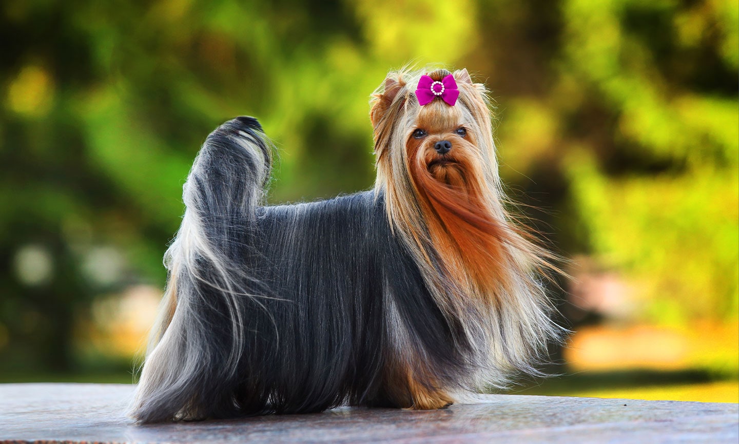 Yorkshire orders terrier breed of dogs