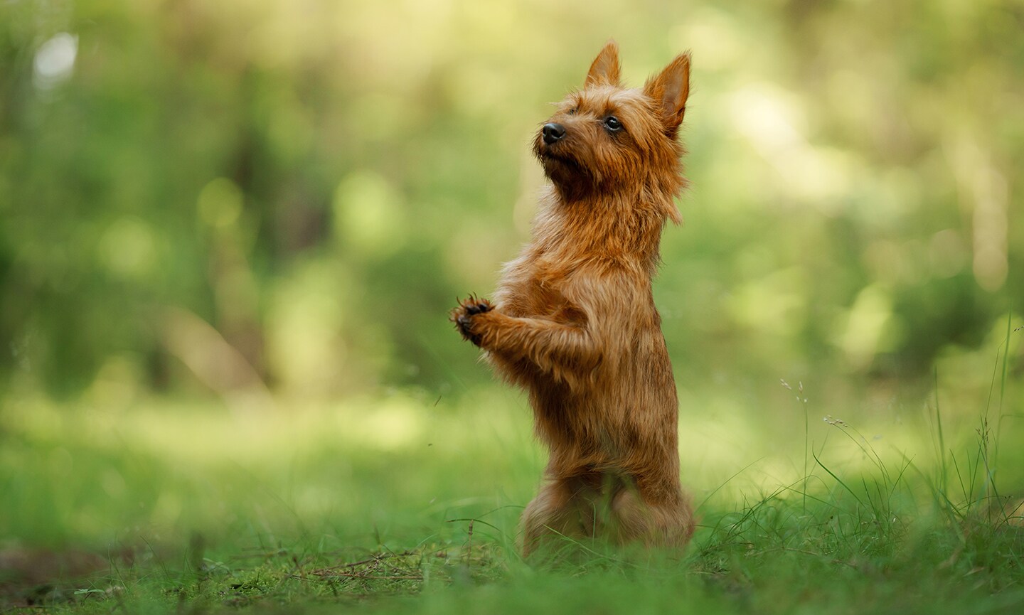 Australian terrier puppies fashion