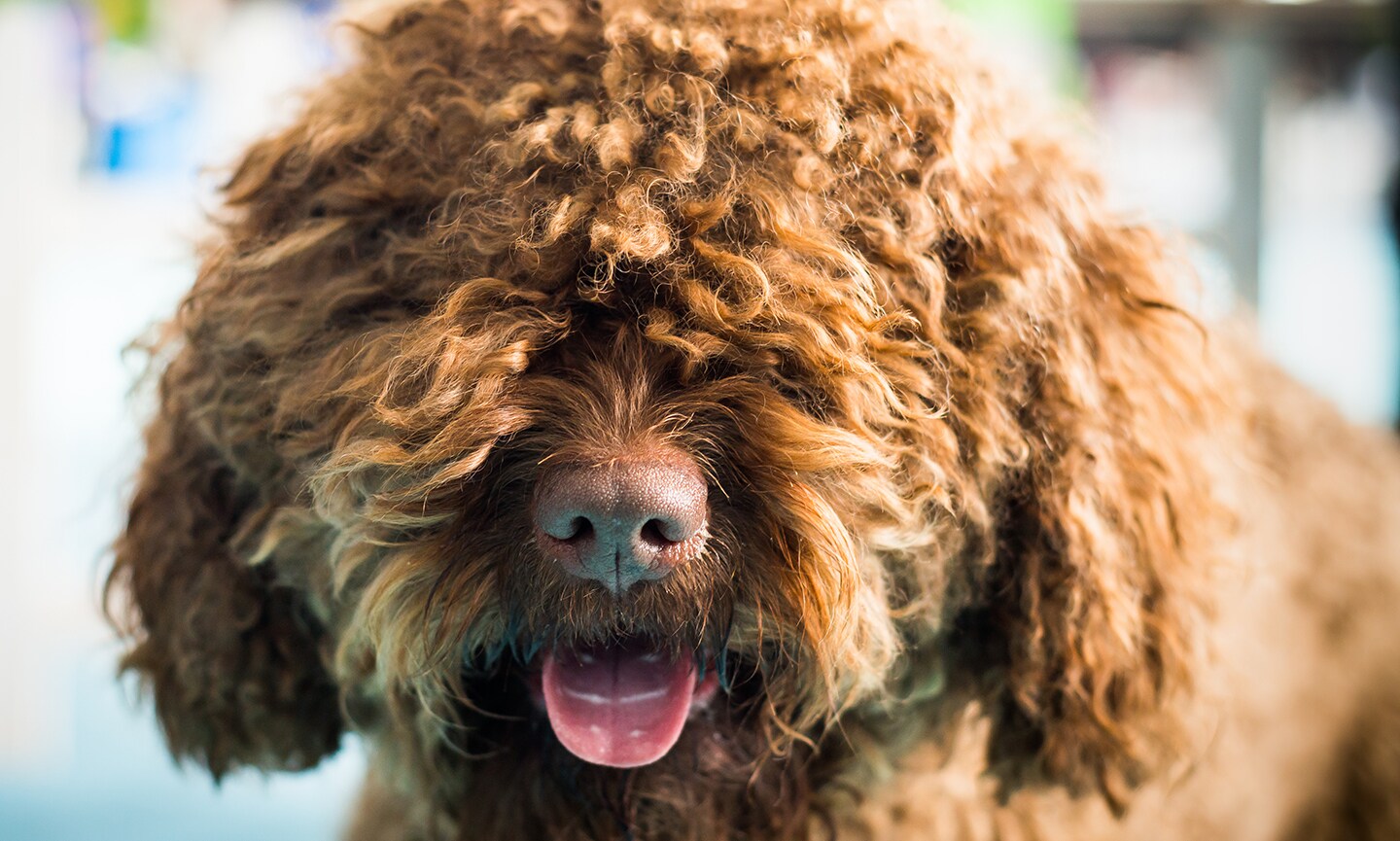 Barbet Breed Characteristics Care Photos Chewy