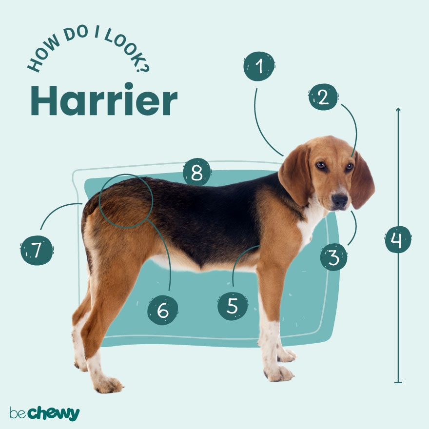 Beagle fashion harrier harrier