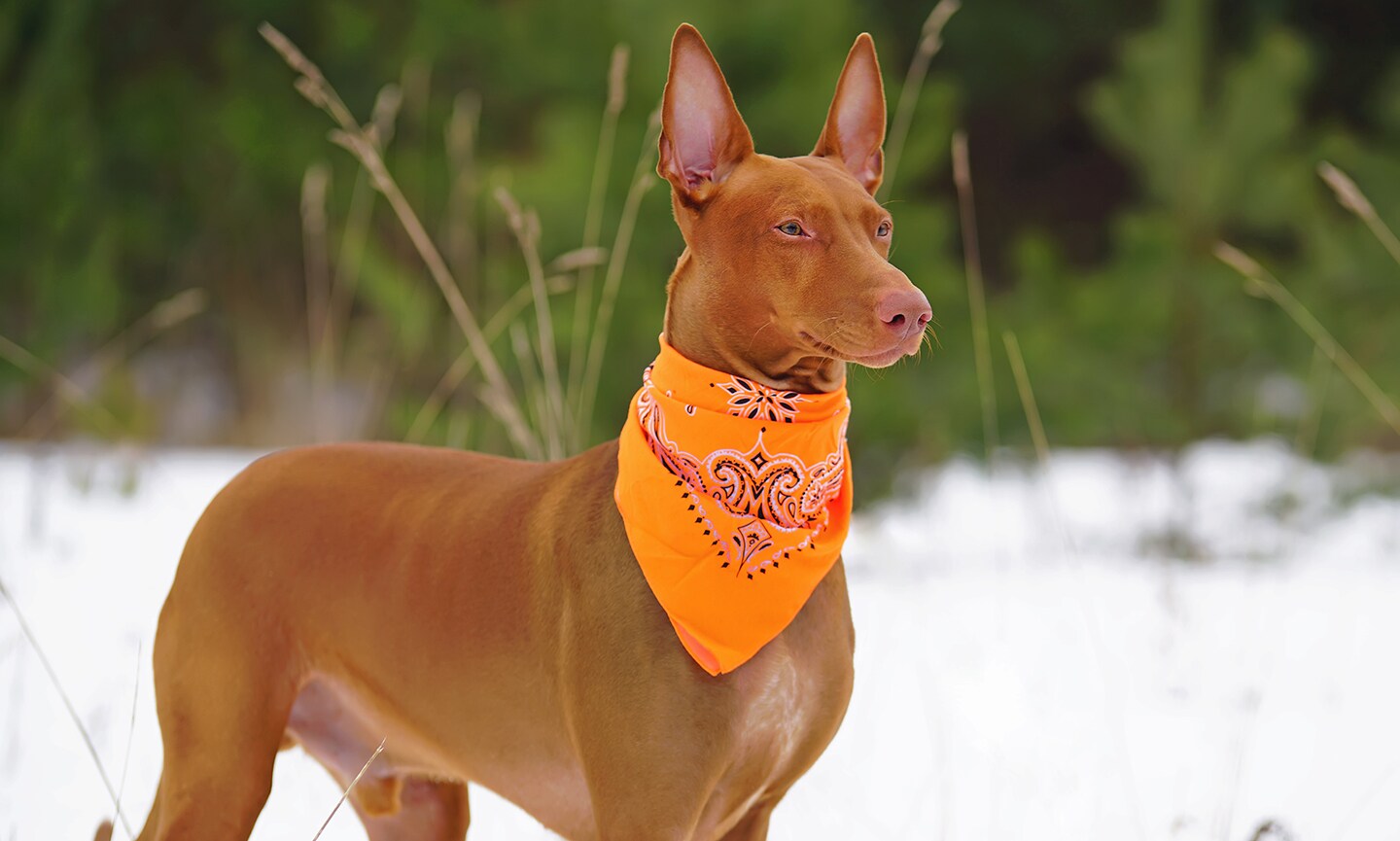 A red Pharaoh Hound, a dog that doesnt like cold weather, wearing a bandana and standing in snow