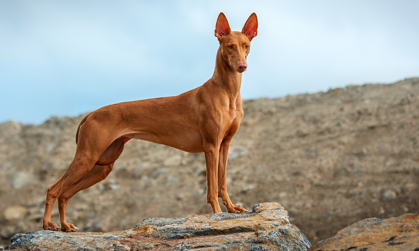 A slender red Pharaoh Hound, a hound dog, standing in a rocky landscape