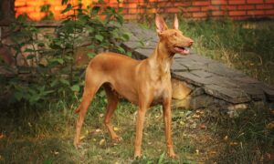 Pharaoh Hound