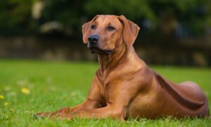 Rhodesian Ridgeback