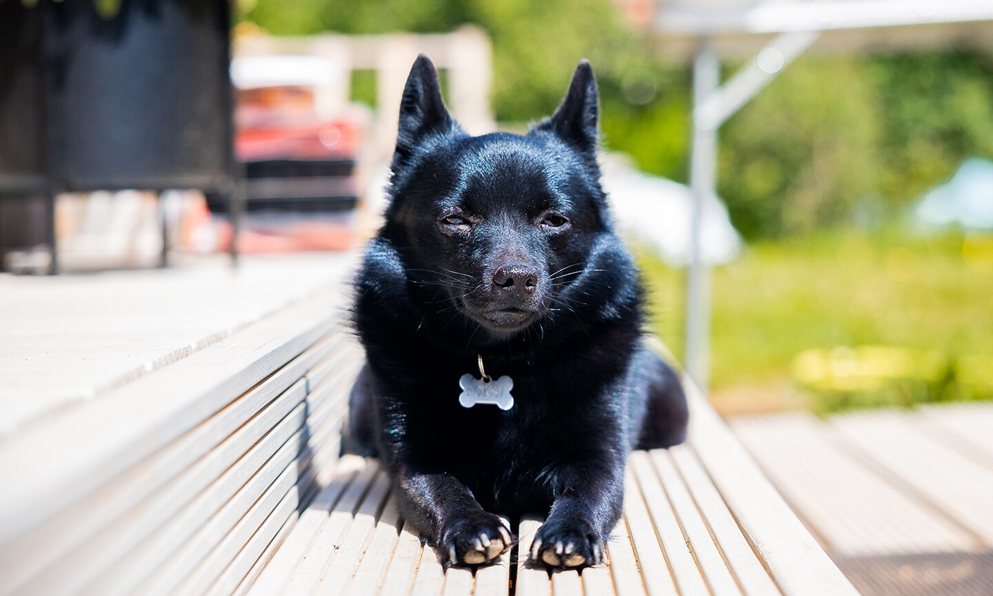 Show me shops a schipperke dog