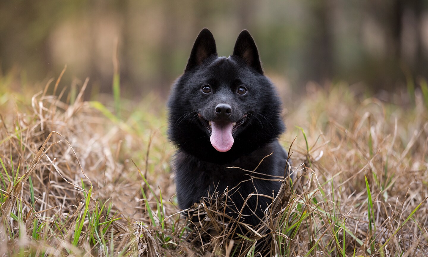 7. Schipperke: The Little Black Mischief Maker| Non-Sporting Dog Breeds