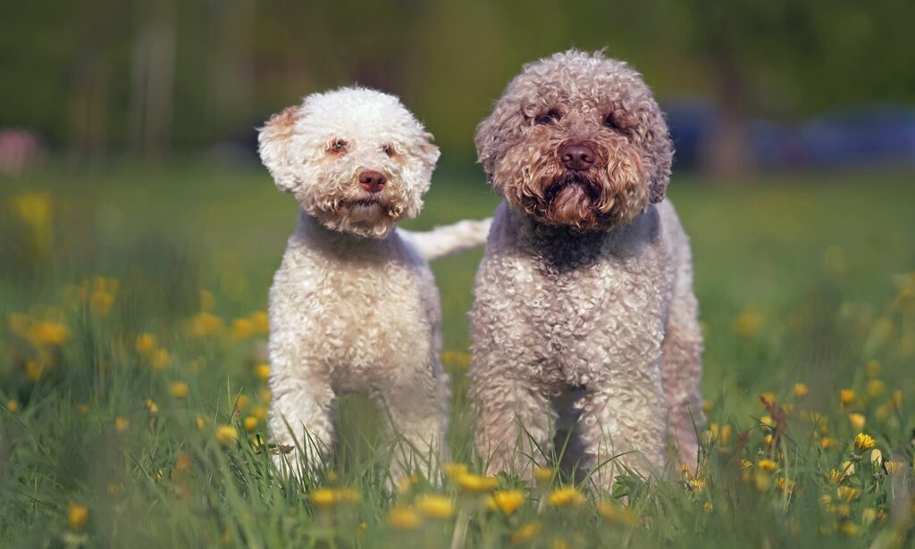 Photo of a Lagotto Romagnolo