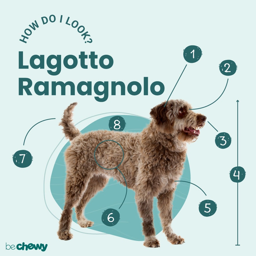 Lagotto shops truffle dog