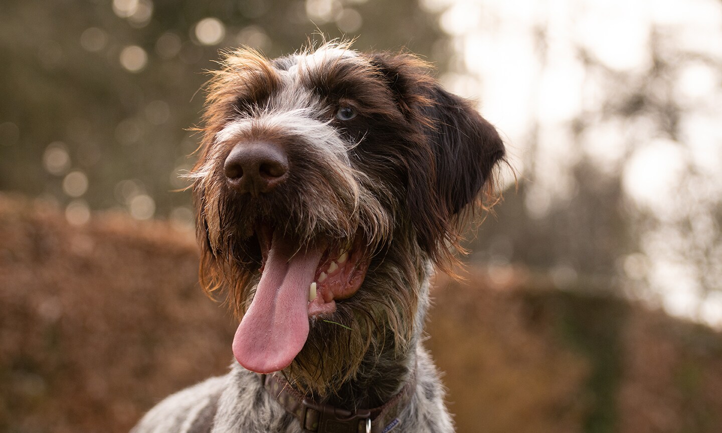 Wirehaired shops pointer for