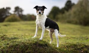 Rat Terrier