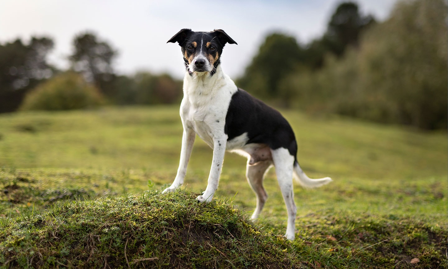 Rat terrier shops breeders